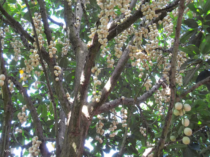 Dâu Hạ Châu chín có màu vàng nhạt, da căng mọng, vị ngọt thanh và hơi chua. Ảnh: Tương Tâm