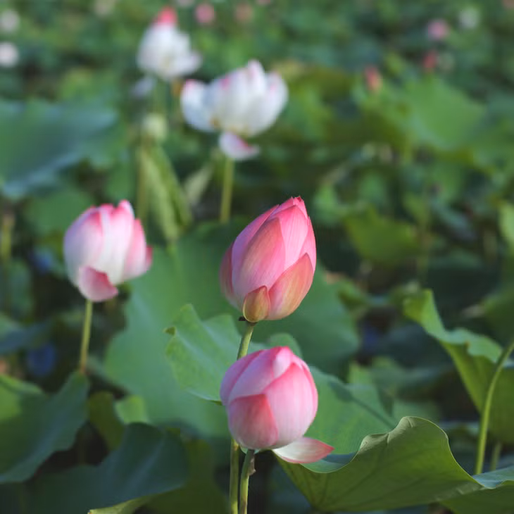 Sen hồng vào vụ mới.