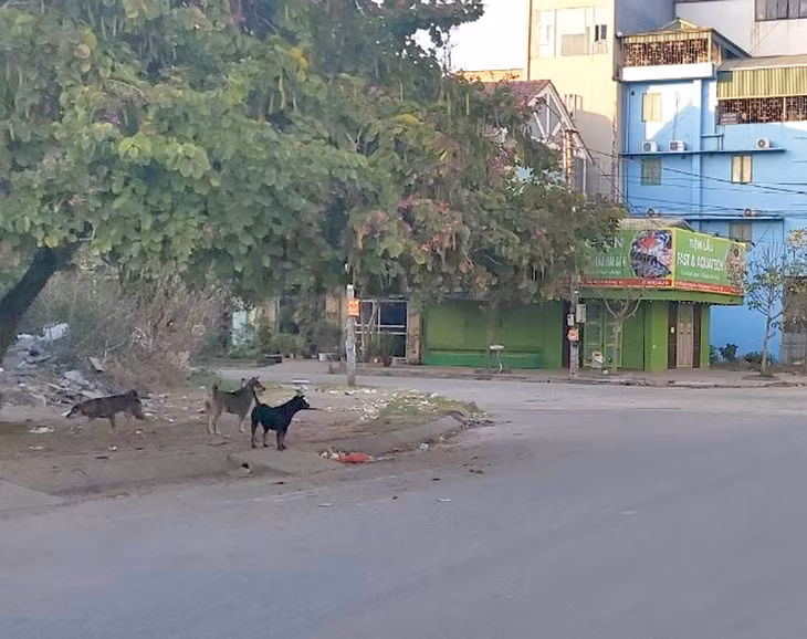 Hiện tượng chó thả rông vẫn xuất hiện trên địa bàn TP Hạ Long (Ảnh chụp vào tháng 9/2020 tại đường Vĩnh Huy, phường Hồng Hà).