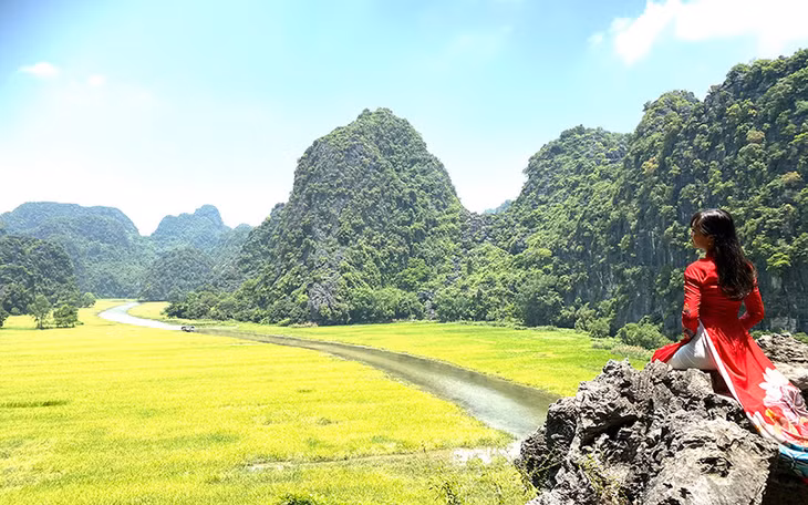 Mùa vẫn vàng rực ở Tam Cốc. Ảnh: Lê Hồng.