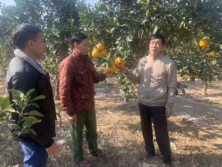 Hộ gia đình ông Chìu Quay Dẩu (thôn Đồng Và) đã có thu nhập ổn định từ mô hình trồng cây ăn quả.
