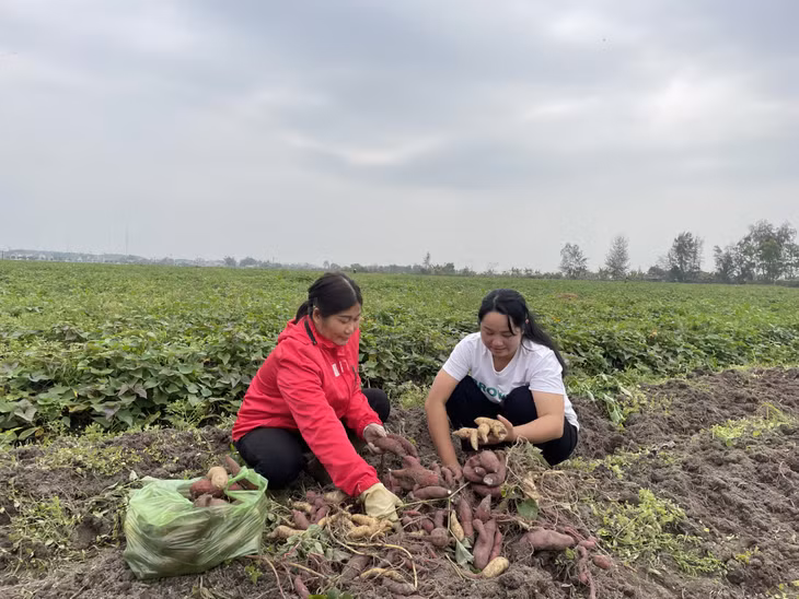 Chị Vương Thị Huyền (bên phải) thành lập HTX Dịch vụ nông nghiệp tổng hợp Việt Huyền (huyện Đầm Hà) từ tháng 8/2023, giải quyết việc làm cho 20 lao động theo mùa vụ ở địa phương.