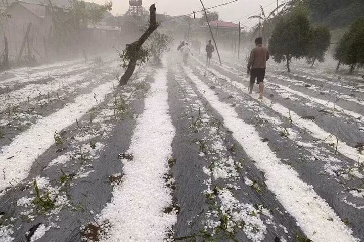 Mưa đá làm thiệt hại nhiều diện tích hoa màu của người dân ở huyện Vân Hồ.