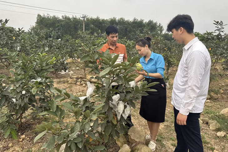 Mô hình trồng ổi Đài Loan của ông Vũ Văn Hoan (phường Phương Đông, TP Uông Bí) cho hiệu quả kinh tế cao.