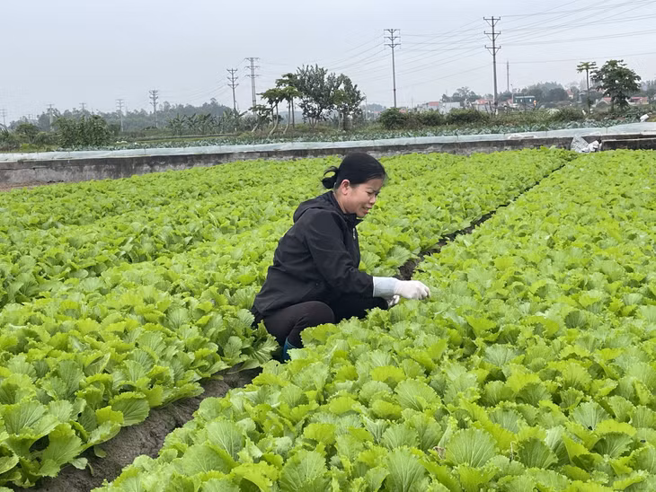 Cánh đồng rau an toàn ở phường Cộng Hòa, TX Quảng Yên.