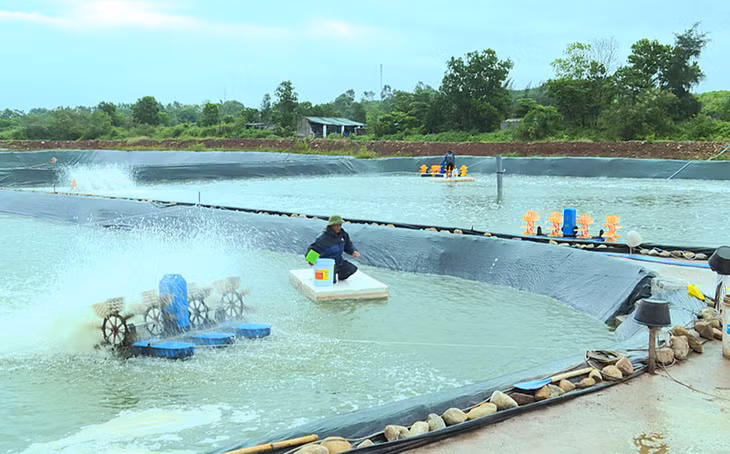 Khai thác lợi thế biển để nuôi tôm tại xã Đại Bình, huyện Đầm Hà.