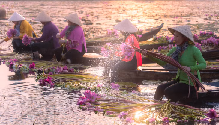 Nổi bật trên cánh đồng ngập nước là những bông súng rực rỡ và sắc màu áo bà ba của phụ nữ miền Tây. Ảnh: Nguyễn Khánh Vũ Khoa