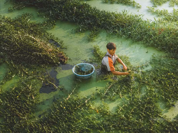 …và gom chúng lại thành từng bó, rồi chuyển lên bờ. Ảnh: Nguyễn Khánh Vũ Khoa