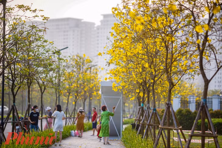 Điều này tạo nên sự đặc biệt riêng cho con đường, khi cùng lúc cả hai loài hoa cùng bung nở.