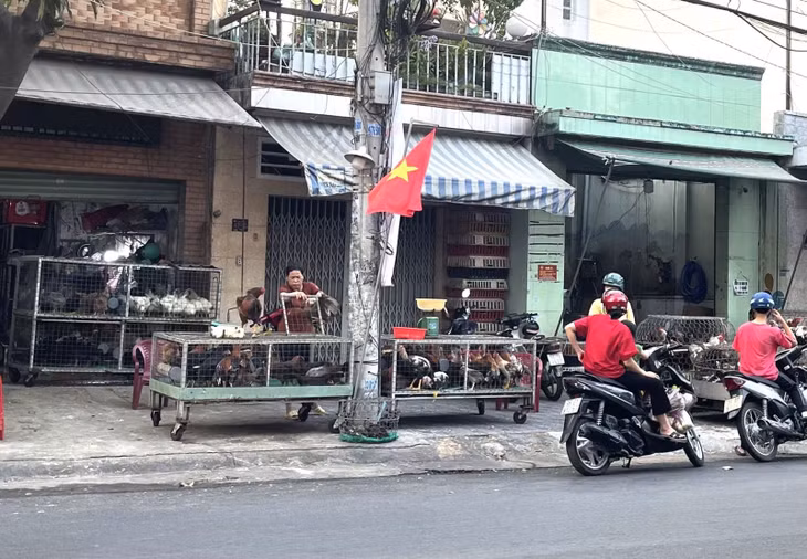 Tuyệt đối không giết mổ, vận chuyển gia cầm không rõ nguồn gốc, gia cầm bị ốm bệnh.