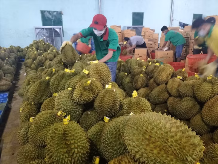 Giá sầu riêng neo cao