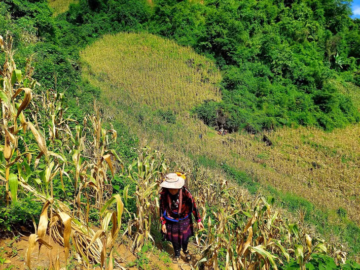 Người dân đi thu hoạch ngô trên núi đá - Ảnh: ĐẶNG TIẾN CÔNG