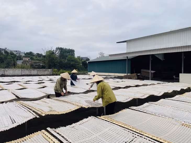 Sản xuất miến dong tại Công ty CP Thương mại và Dịch vụ Bình Liêu.