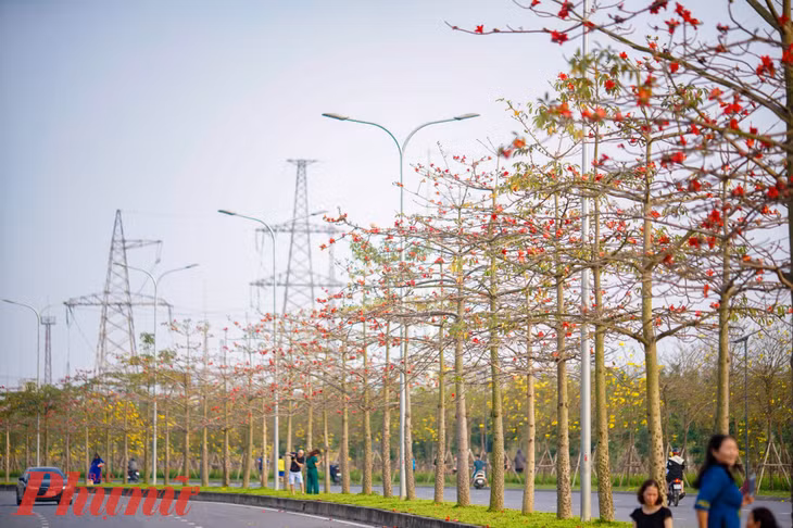 Tháng Ba là mùa hoa gạo. Tại Hà Nội, có một con đường sở hữu nét đặc biệt riêng, khi cùng lúc có cả hoa gạo và hoa phong linh đua nhau nở rộ.