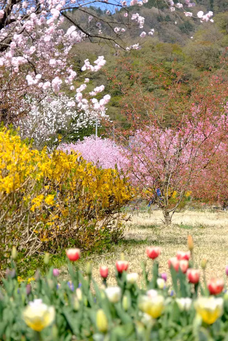 Ga tàu Kadohara cách thành phố Fukui (thủ phủ tỉnh Fukui) khoảng 50km về phía Đông, cách cố đô Kyoto khoảng 180km về phía Bắc. Ảnh: Nguyễn Vân