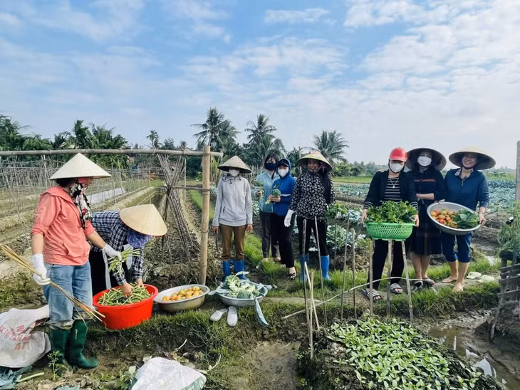 Một buổi học của lớp nghề ngắn hạn Trồng rau an toàn tại Trường Cao đẳng Nông lâm Đông Bắc (TX Quảng Yên).