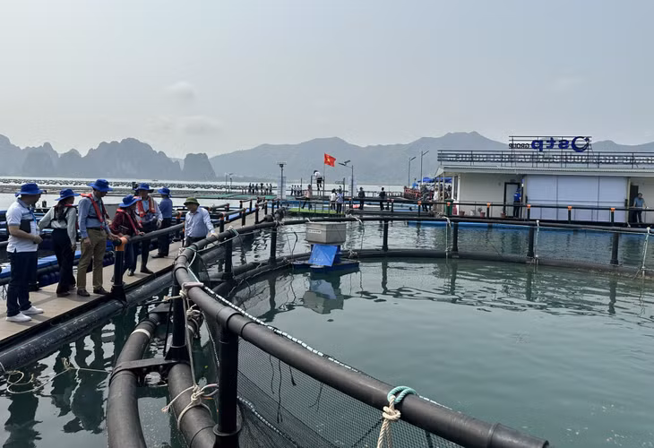 Dự án nuôi biển đa canh, đa giá trị ứng dụng công nghệ hiện đại của Công ty CP STP Aqua Quảng Ninh tại đảo Phất Cờ, huyện Vân Đồn.