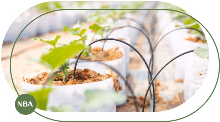 Mô hình tưới nhỏ giọt - Bước đột phá của nền nông nghiệp cho cây trồng trong túi giá thể ảnh 1