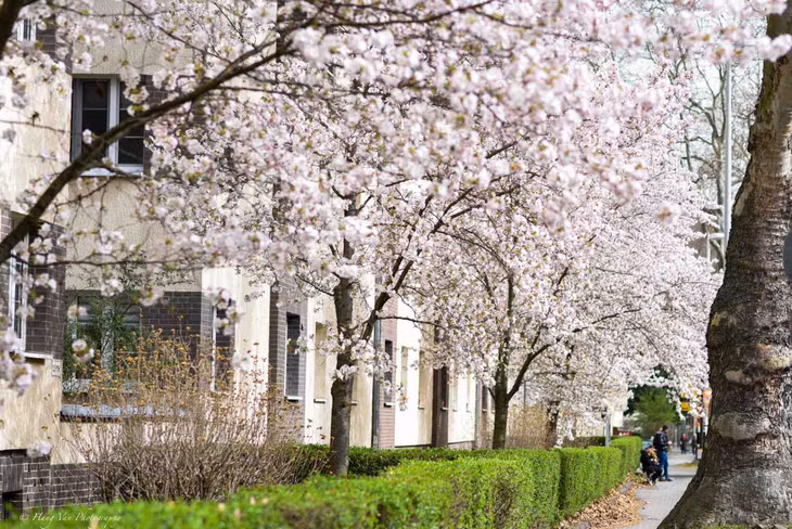 Hàng cây anh đào nở rộ trên đường phố Dresden. Ảnh: Hang Van Photography