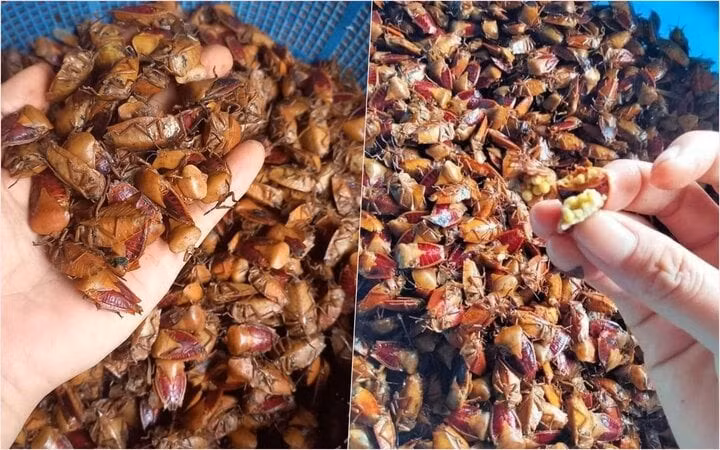 Bọ xít là món đặc sản không phải ai cũng dám ăn thử. (Ảnh: NVCC)