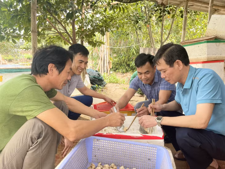 Phòng NN&amp;PTNT huyện Hải Hà hỗ trợ 300.000 con giống ốc bươu đen cho gia đình ông Mạc Văn Từng, thôn Hải Sơn, xã Quảng Thành, Hải Hà.