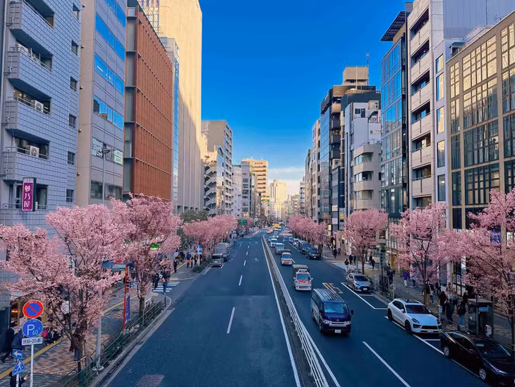 Hàng anh đào khoe sắc ở trung tâm Tokyo. Ảnh: Nguyễn Quốc Thái
