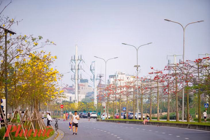 Mùa hoa năm nay, người Hà Nội có thể ngắm và chụp ảnh cùng hoa gạo, hoa phong linh tại cùng 1 địa điểm.
