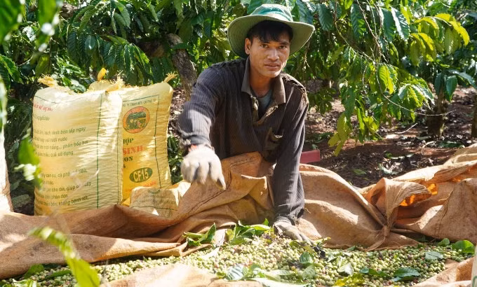 Người dân Gia Lai thu hoạch cà phê. Ảnh: Đức Hoa