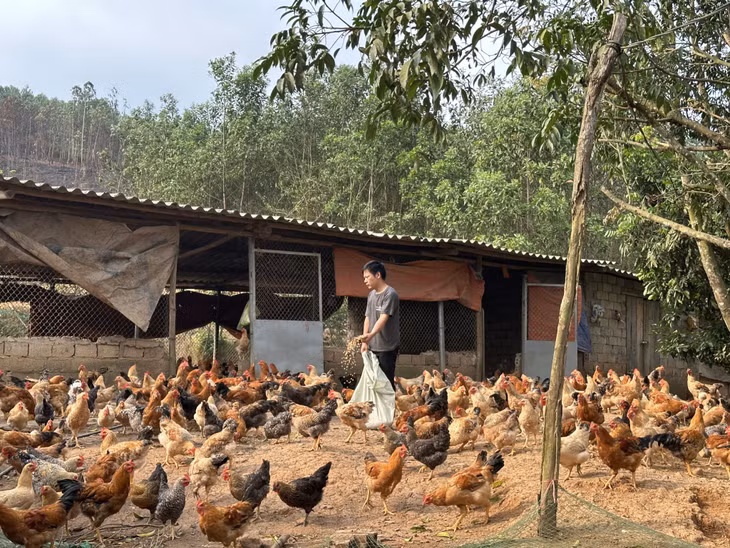 Mô hình chăn nuôi gà theo phương thức chăn thả tự nhiên kết hợp bổ sung thảo dược trong thức ăn của gia đình anh Bế Văn Lỵ, thôn Hồng Phong, xã Phong Dụ có đầu ra bền vững.