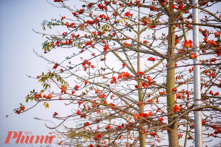Hoa gạo là loại cây gắn liền với làng quê Bắc Bộ Việt Nam. Những năm gần đây, hoa gạo được trồng nhiều để tạo cảnh quan trong các khu đô thị tại Hà Nội.