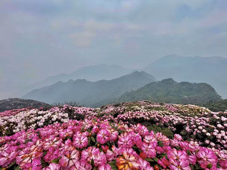 Mùa hoa đỗ quyên ở Lai Châu kéo dài từ tháng 3 đến tháng 4, năm nay hoa nở đẹp và nhiều nhất rơi vào nửa cuối tháng 3. Trên địa bàn tỉnh Lai Châu có 6 đỉnh núi cao, nhiều hoa đỗ quyên với đủ chủng loại màu sắc. Tuy nhiên, nơi mệnh danh “thiên đường hoa đỗ quyên” là núi Putaleng ở huyện Tam Đường.