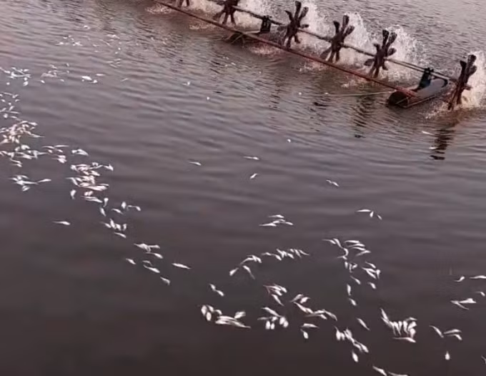 Cá chết nổi lên mặt nước trong ao của ông Nguyễn Văn Kiên sau sự cố rơi cánh quạt trụ điện gió. Ảnh: Người dân cung cấp