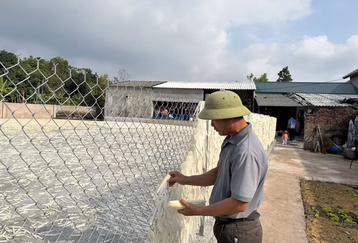 Nông dân xã Quảng Tân (huyện Đầm Hà) phơi củ cải.