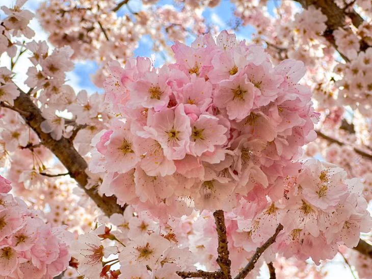 Thời điểm này, ở tỉnh Kanagawa, cách Tokyo khoảng 30 phút di chuyển, những cây anh đào cũng đang bừng nở sắc hồng đẹp mắt. Ảnh: Nguyễn Quốc Thái