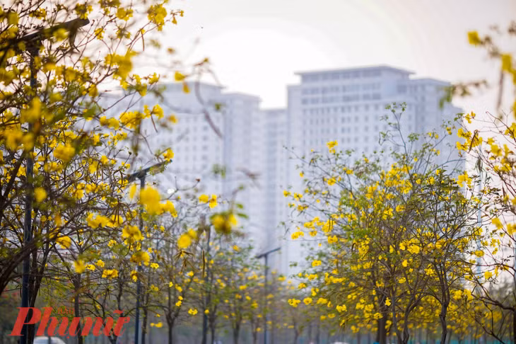 Loài hoa này được nhiều người yêu thích vì bông nở to, mang vẻ đẹp kiêu sa, quý phái.