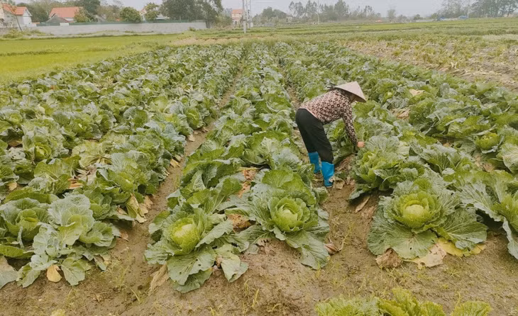 Thành viên CLB phụ nữ thực hiện ATTP xã Lê Lợi (TP Hạ Long) trồng rau sạch.