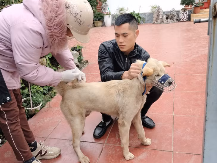 Trung tâm Dịch vụ Kỹ thuật nông nghiệp huyện Đầm Hà tiến hành tiêm vác xin phòng dại trên đàn chó tại xã Dực Yên. Ảnh: Hải Hà