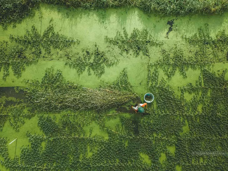 Được biết, loại bèo này hỗ trợ cây rau phát triển, nhưng cũng tiềm ẩn nguy cơ gây hại. Do đó, lượng bèo phải vừa phải, không quá ít hay quá nhiều. Ảnh: Nguyễn Khánh Vũ Khoa