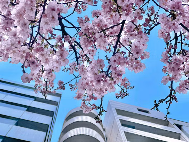 Được biết, hoa anh đào năm nay ở Tokyo muộn hơn khoảng 5 ngày so với trung bình và muộn hơn 15 ngày so với năm ngoái. Ảnh: Nguyễn Quốc Thái