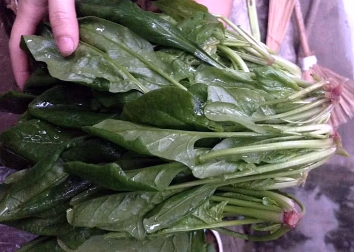 Trong số các loại rau lá xanh thì cải bó xôi là loại giàu chất dinh dưỡng nhất (Ảnh: N.P).