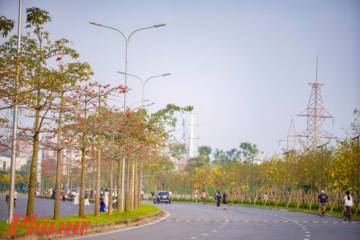 Người dân tại khu này cho biết, những năm trước đây, khi hoa phong linh rụng, rồi mới đến mùa hoa gạo. Tuy nhiên, năm nay do ảnh hưởng của khí hậu, rét muộn và nhiều đợt, nên mùa hoa phong linh bị dời xuống trùng với mùa hoa gạo nở.
