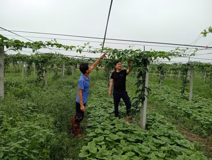 Mô hình chanh leo mới đưa vào trồng thử nghiệm của HTX sản xuất nông nghiệp Trường Giang đang sinh trưởng và phát triển tốt.