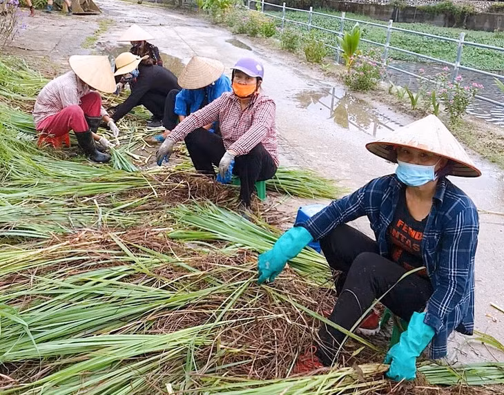 Chi hội Phụ nữ khu 1, phường Hà Tu (TP Hạ Long) thu hoạch cây sả.