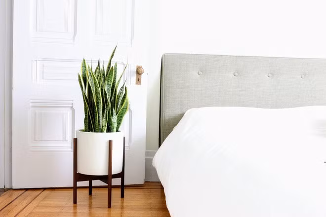 Chậu cây lưỡi hổ.