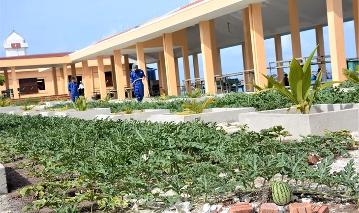 Trồng dưa hấu trên đảo Đá Tây.