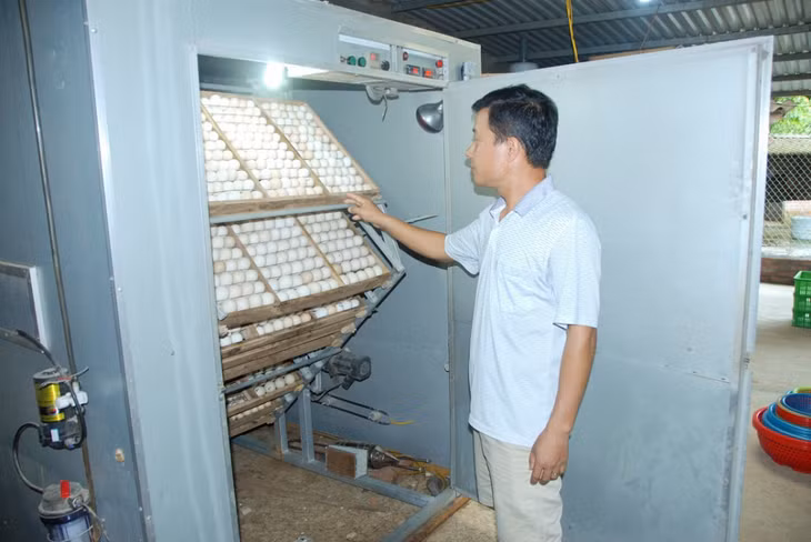Quy trình ấp trứng tự động của HTX Dịch vụ nông nghiệp ấp trứng và sản xuất con giống gia cầm Thắng Huệ (huyện Đầm Hà).