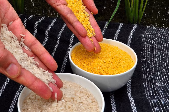 Gạo vàng so với hạt gạo trắng truyền thống.