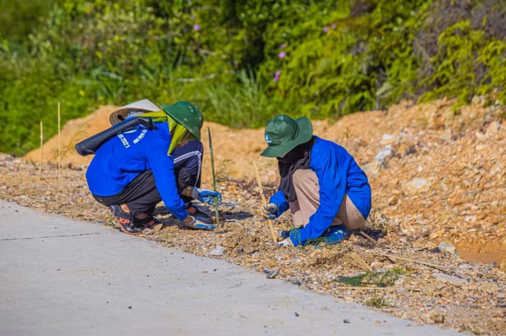 Sinh viên Trường Đại học Công nghiệp Quảng Ninh trồng phi lao tại các tuyến đường trên đảo Cái Chiên (huyện Hải Hà).