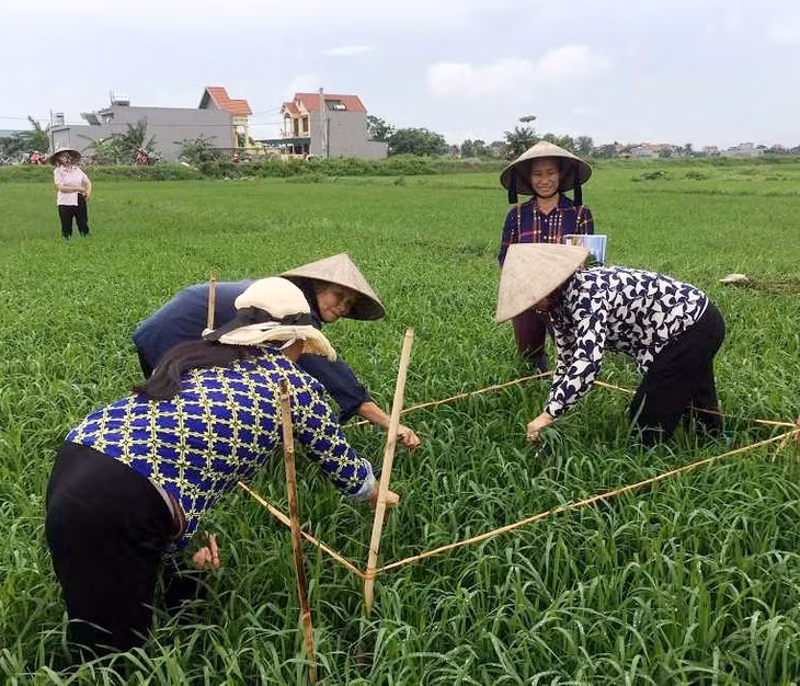 Nông dân phường Nam Hoà (TX Quảng Yên) thực hành thí nghiệm trên ruộng lúa áp dụng biện pháp quản lí dịch hại tổng hợp (IPM).