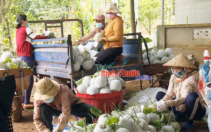 Sản phẩm dưa lưới đã từng mang lại giá trị kinh tế cao cho nông dân, nhưng cần có quy hoạch để đảm bảo phát triển bền vững